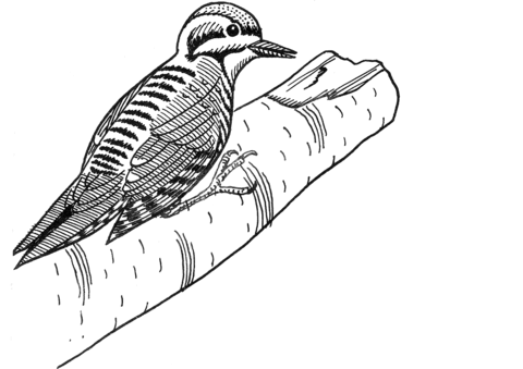 Three Toed Woodpecker Coloring Page